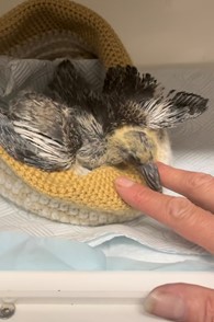 Image of injured bird from Sarah Brierley Volunteering experience